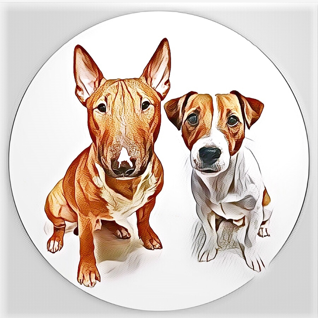 An English Bull Terrier and Jack Russell Terrier portrait