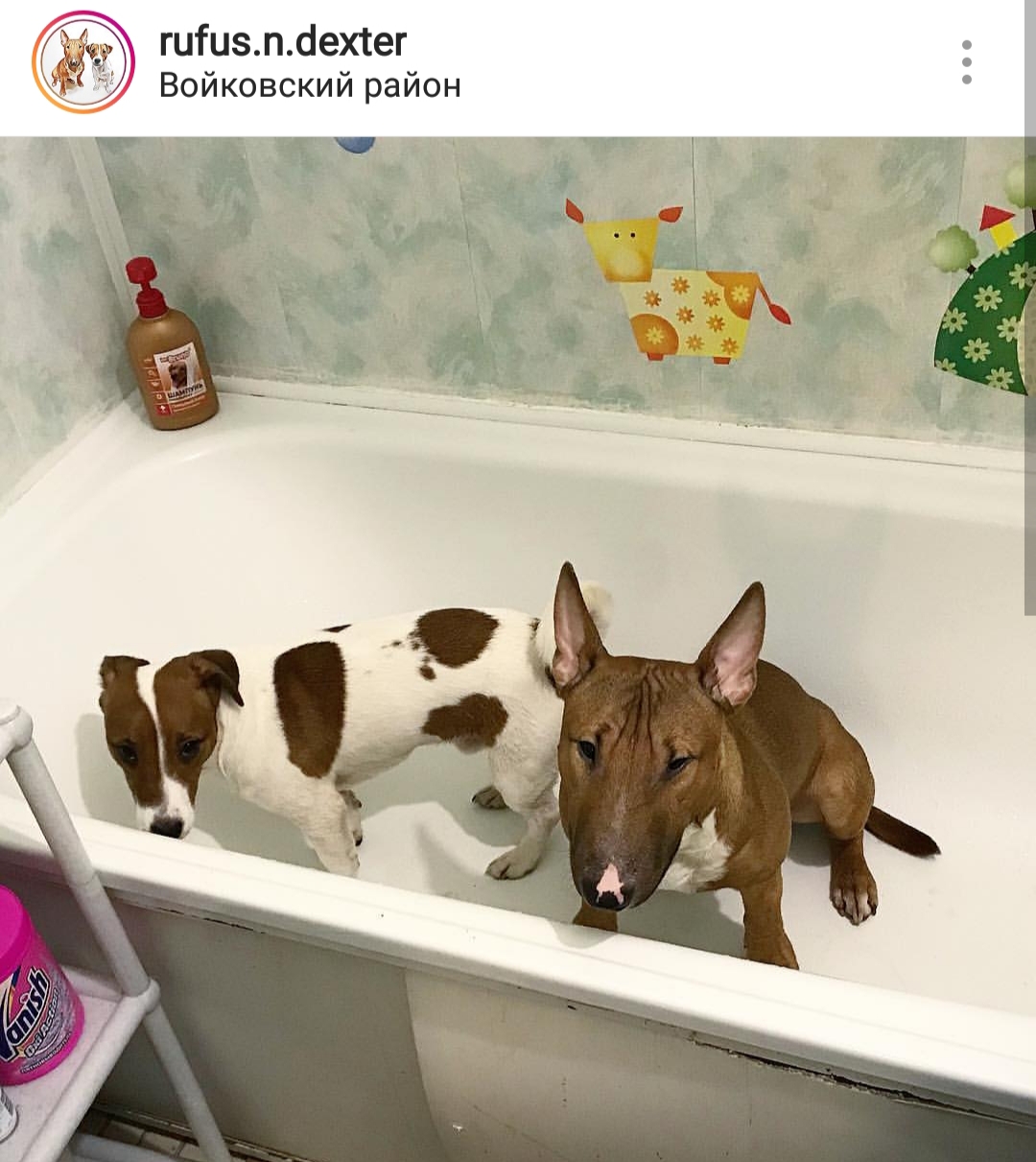 An English Bull Terrier and Jack Russell Terrier sitting inside the bathtub