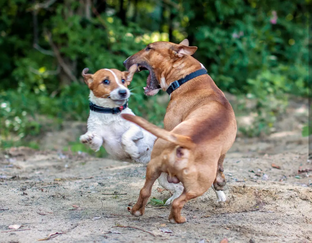 An English Bull Terrier playing with a Jack Russell Terrier at the park