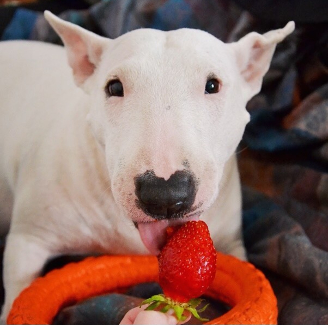 A English Bull Terrier lying on the bed while eating strawberry