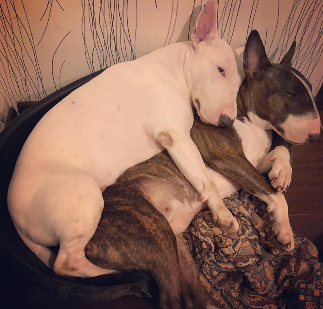 two English Bull Terriers sleeping next to each other on their bed