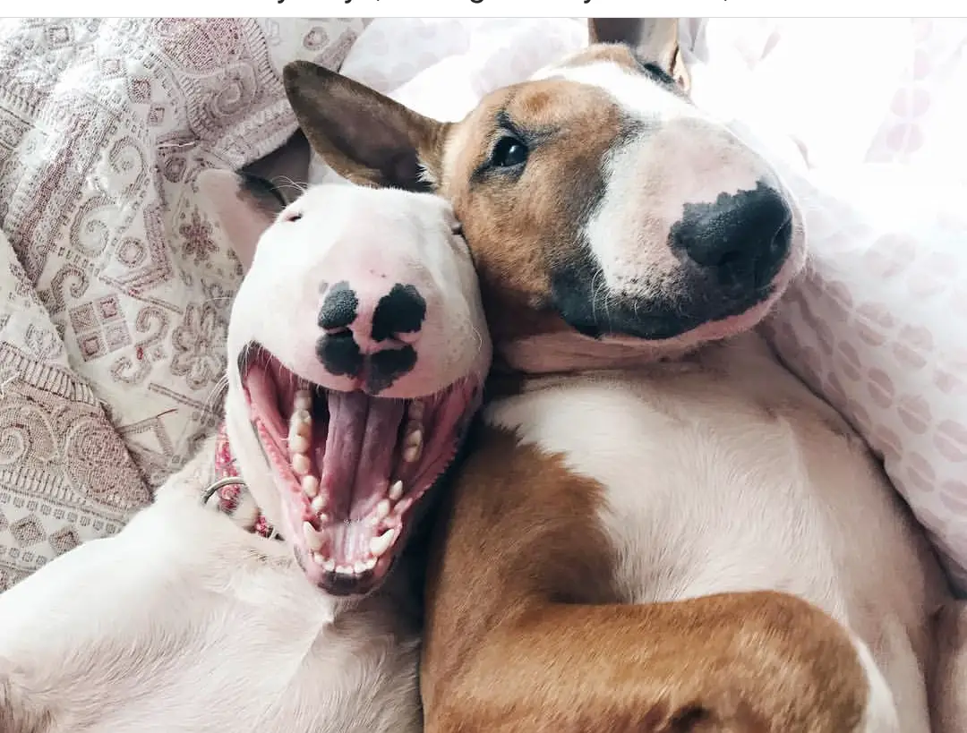 two English Bull Terriers lying on the bed while one is smiling