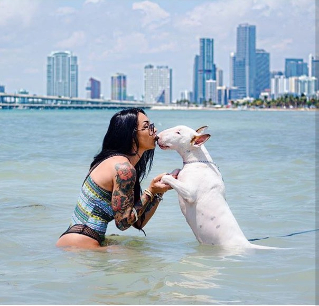 An English Bull Terrier standing in the water while kissing the woman