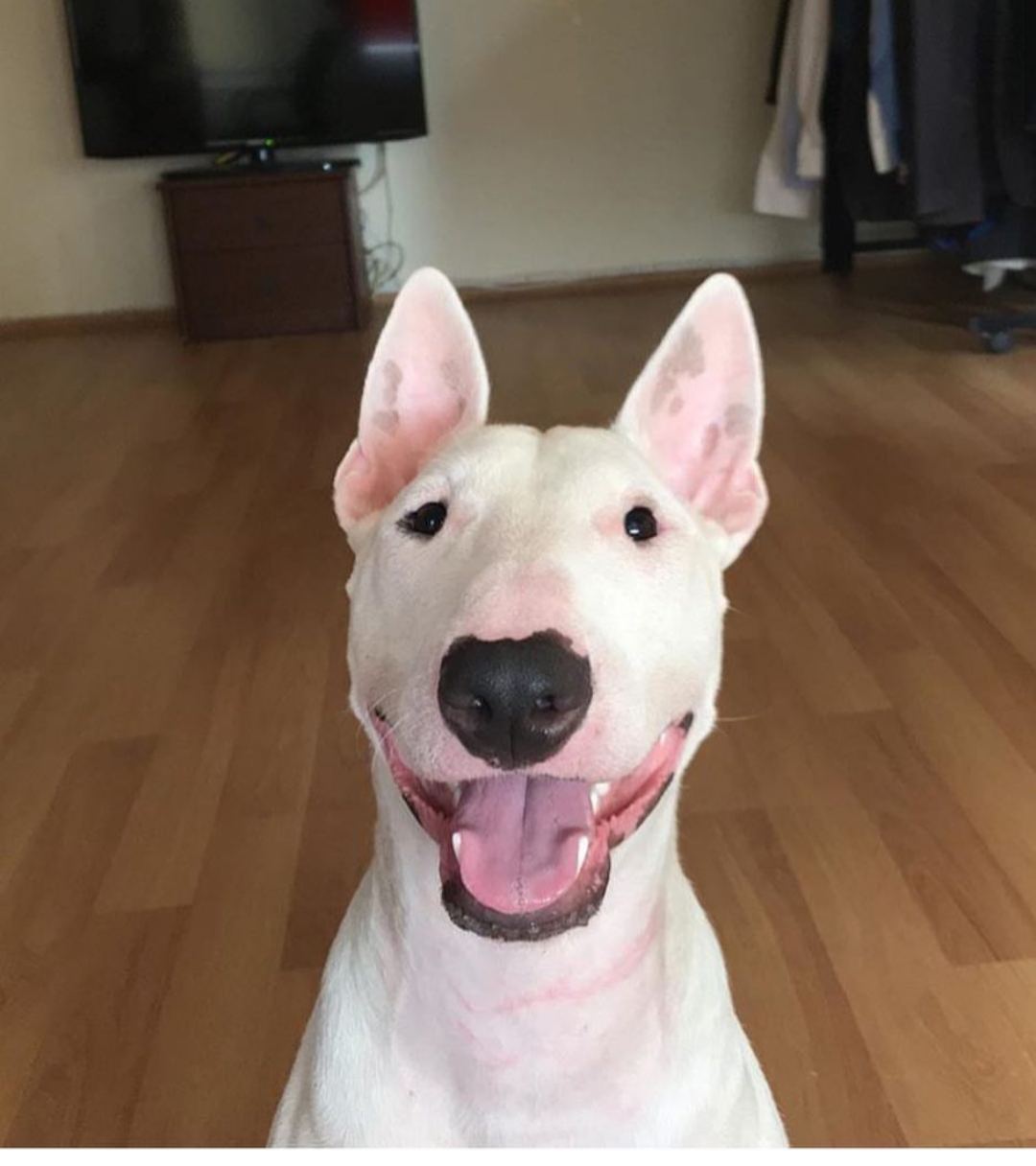 A English Bull Terrier sitting on the floor while smiling