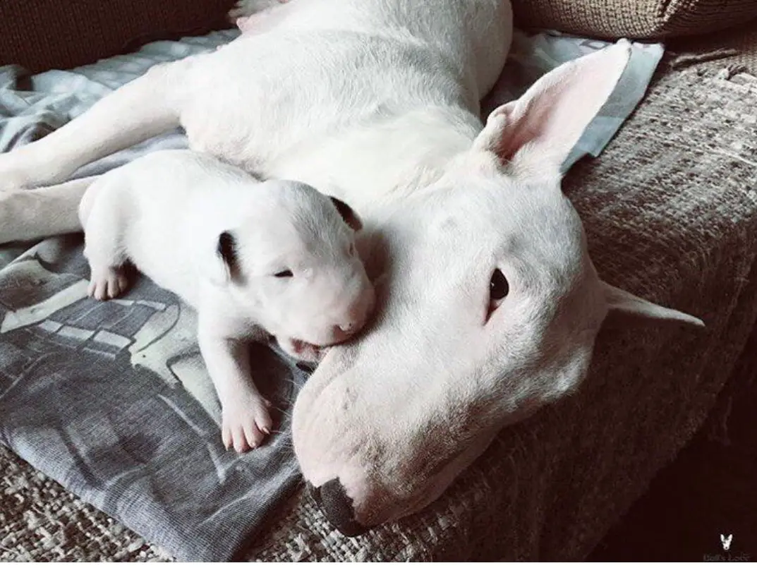 An English Bull Terrier lying on the bed with a puppy