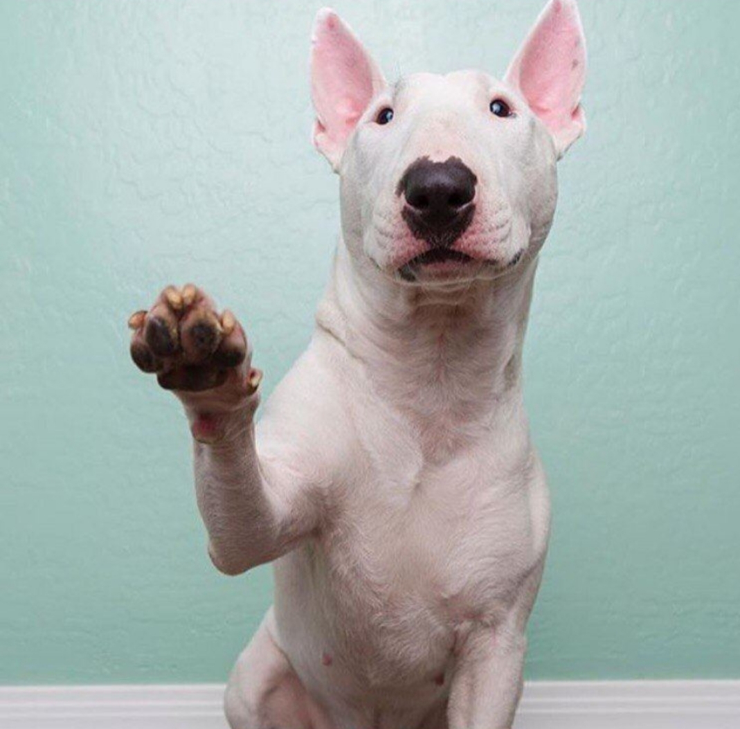 An English Bull Terrier sitting on the floor while giving a paw