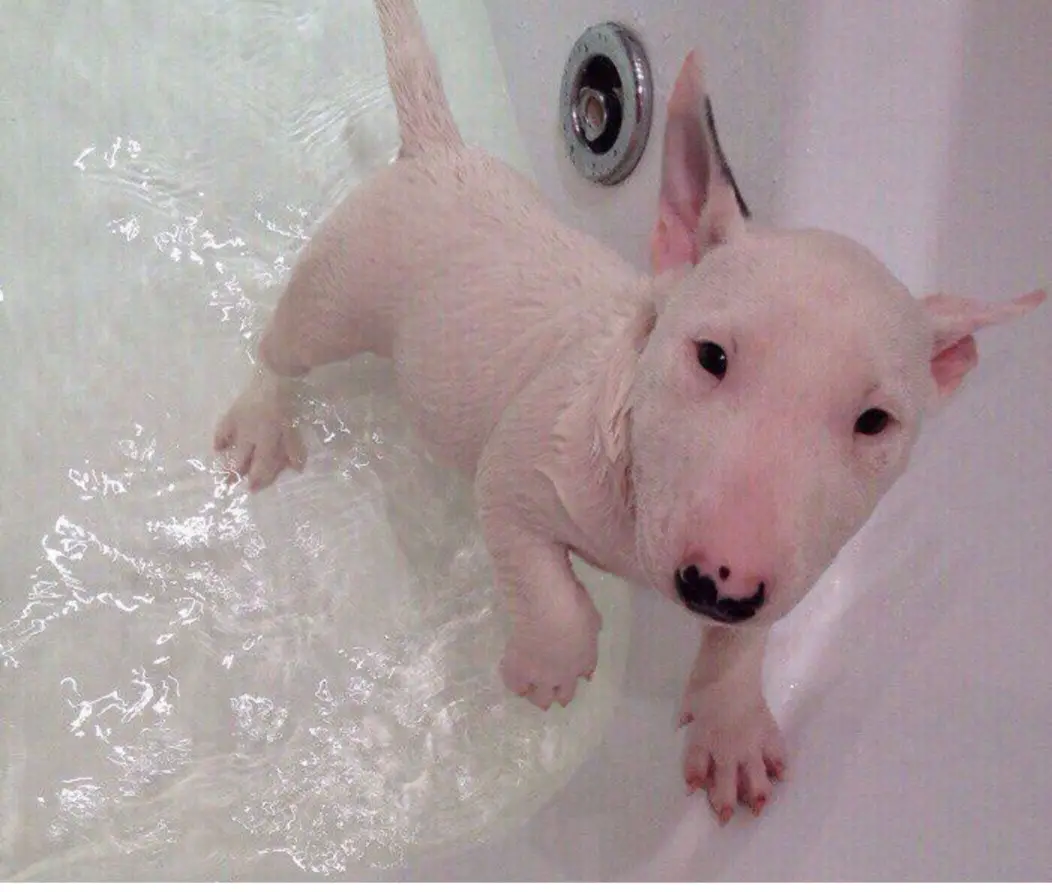 An English Bull Terrier puppy in the bathtub