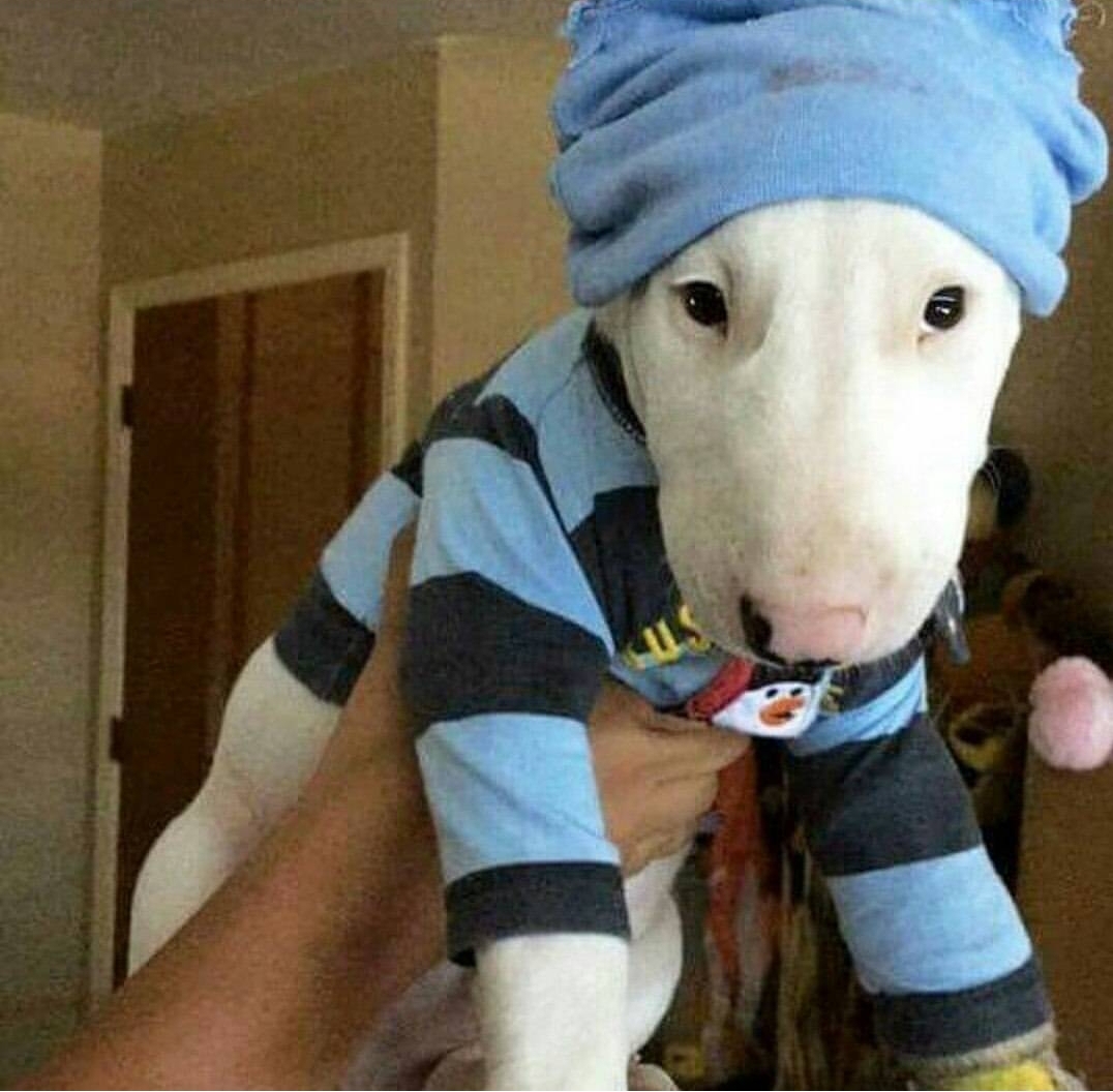 An English Bull Terrier in blue and black outfit