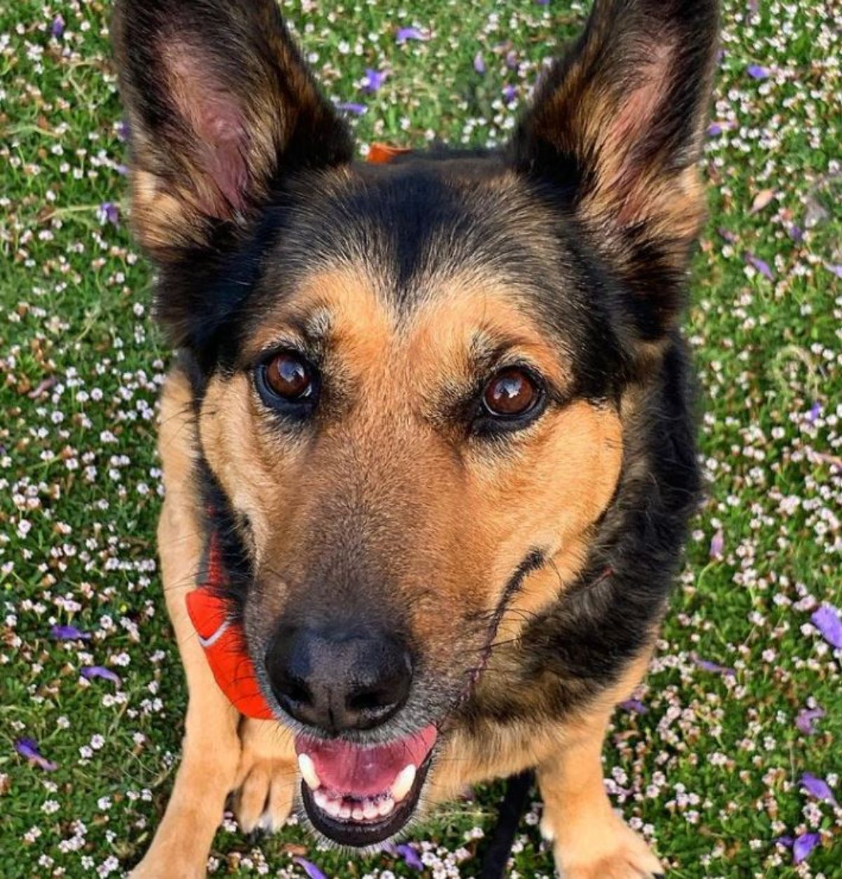 smiling German Shepherd mixed with border collie dog sitting on a green grass