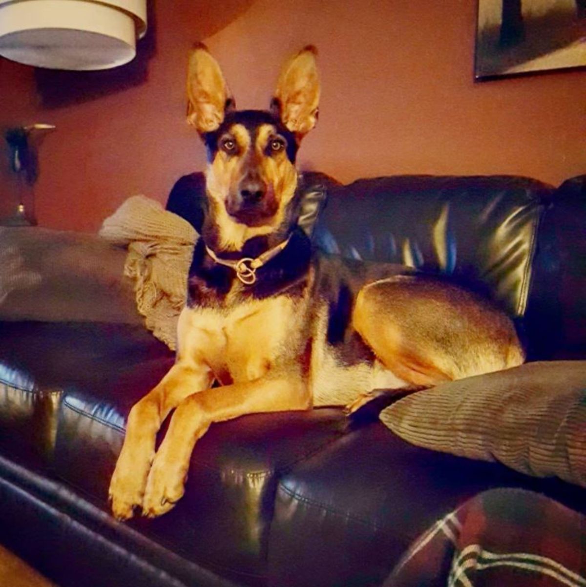 German Shepherd mixed with Doberman sitting on the couch