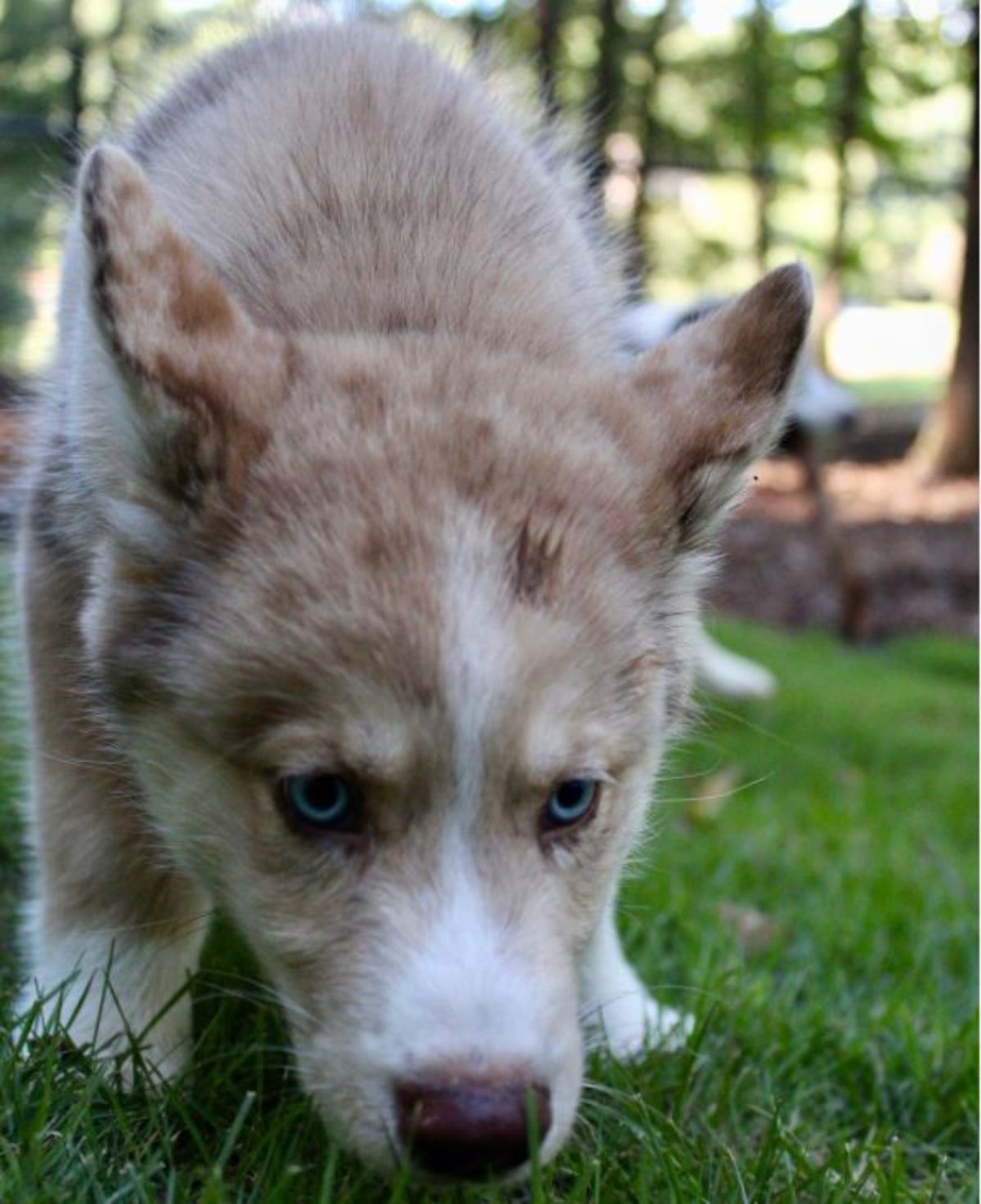 light brown and white Aussie Siberian puppy smelling the grass