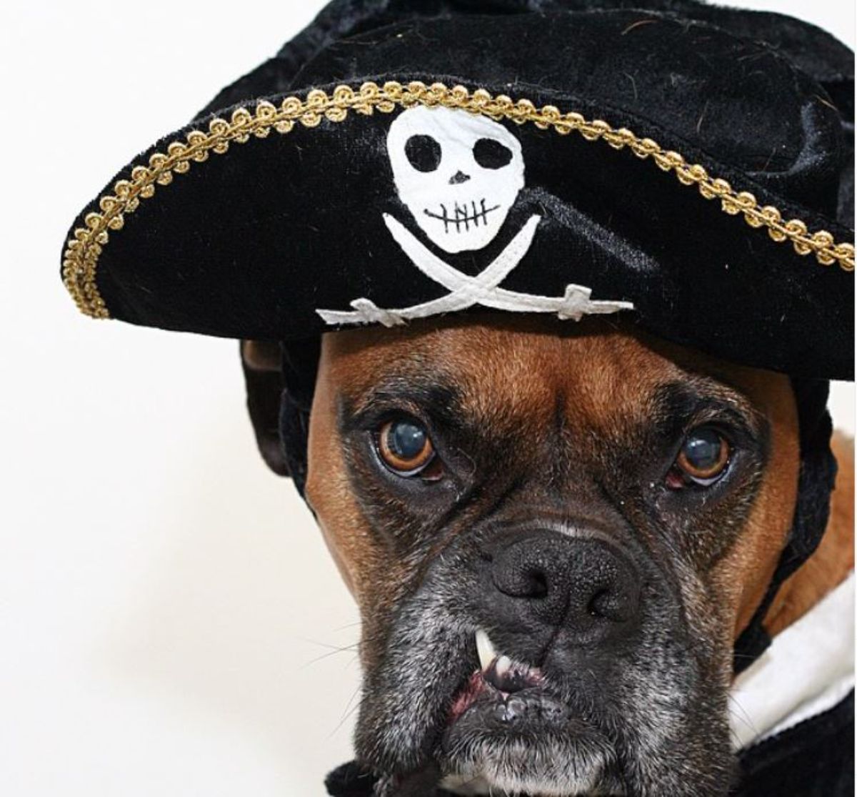boxer dog in pirate costume