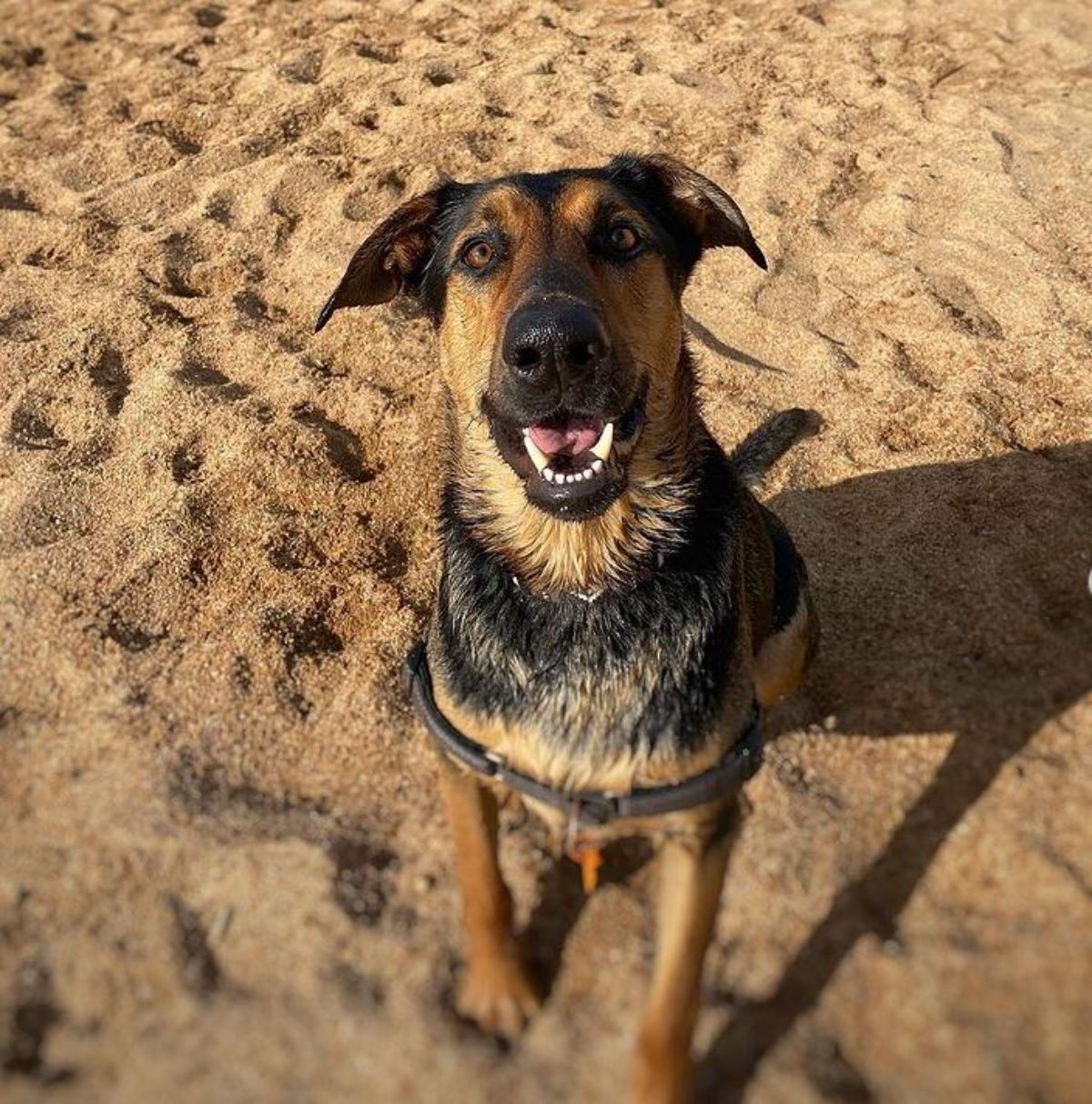 German Shepherd mixed with Doberman dog sitting on the sand at the beach