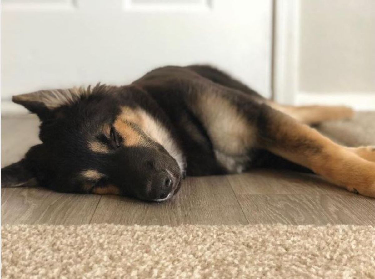 sleeping German Shepherd mixed with Husky puppy on the floor