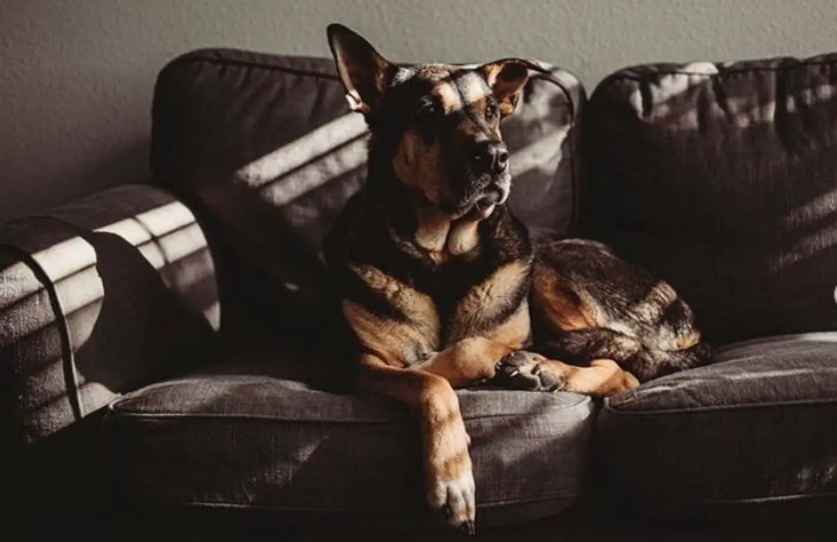 German Shepherd mixed with Shar Pei dog resting on the couch
