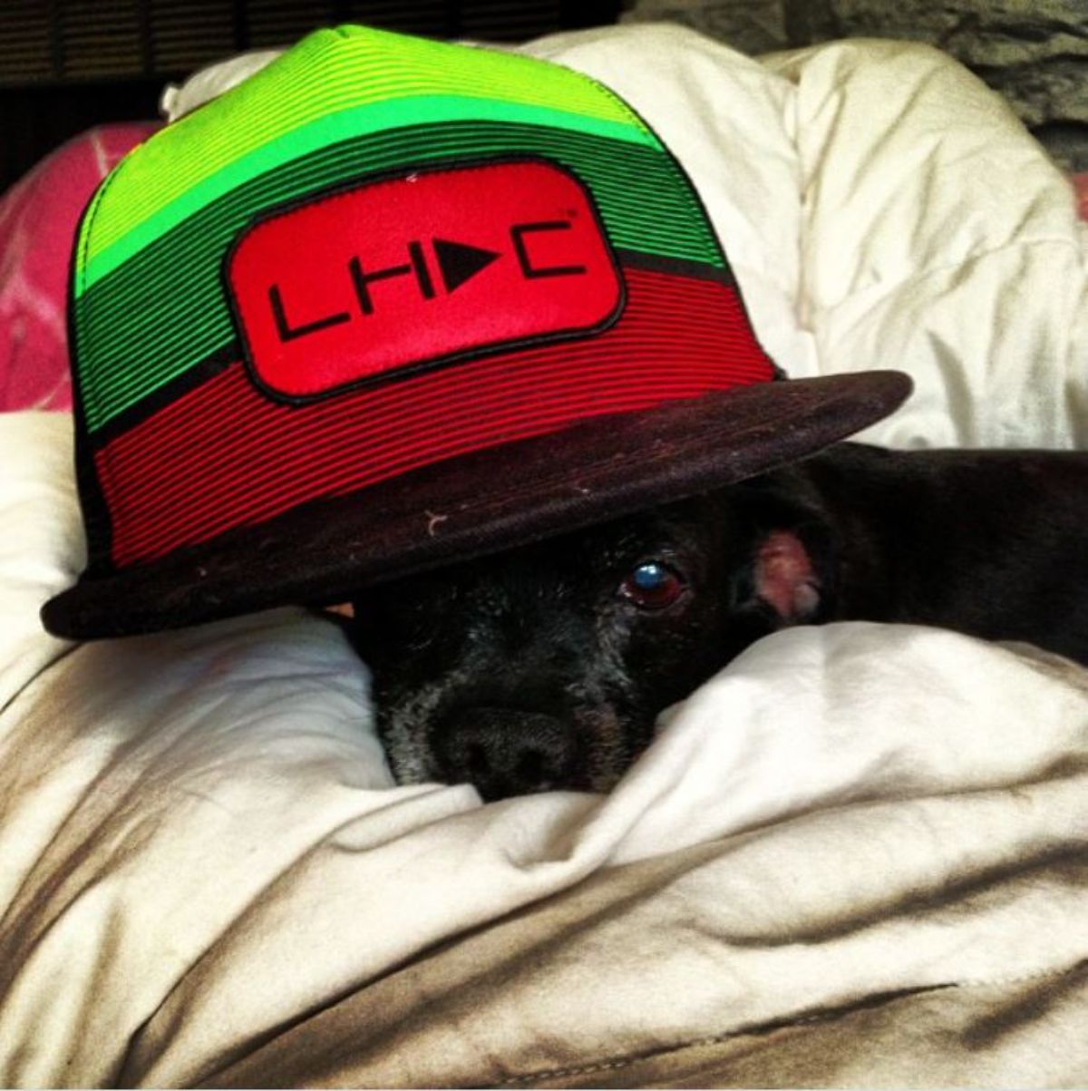 boston terrier mixed with dachshund dog lying on the bed with a cap in its head