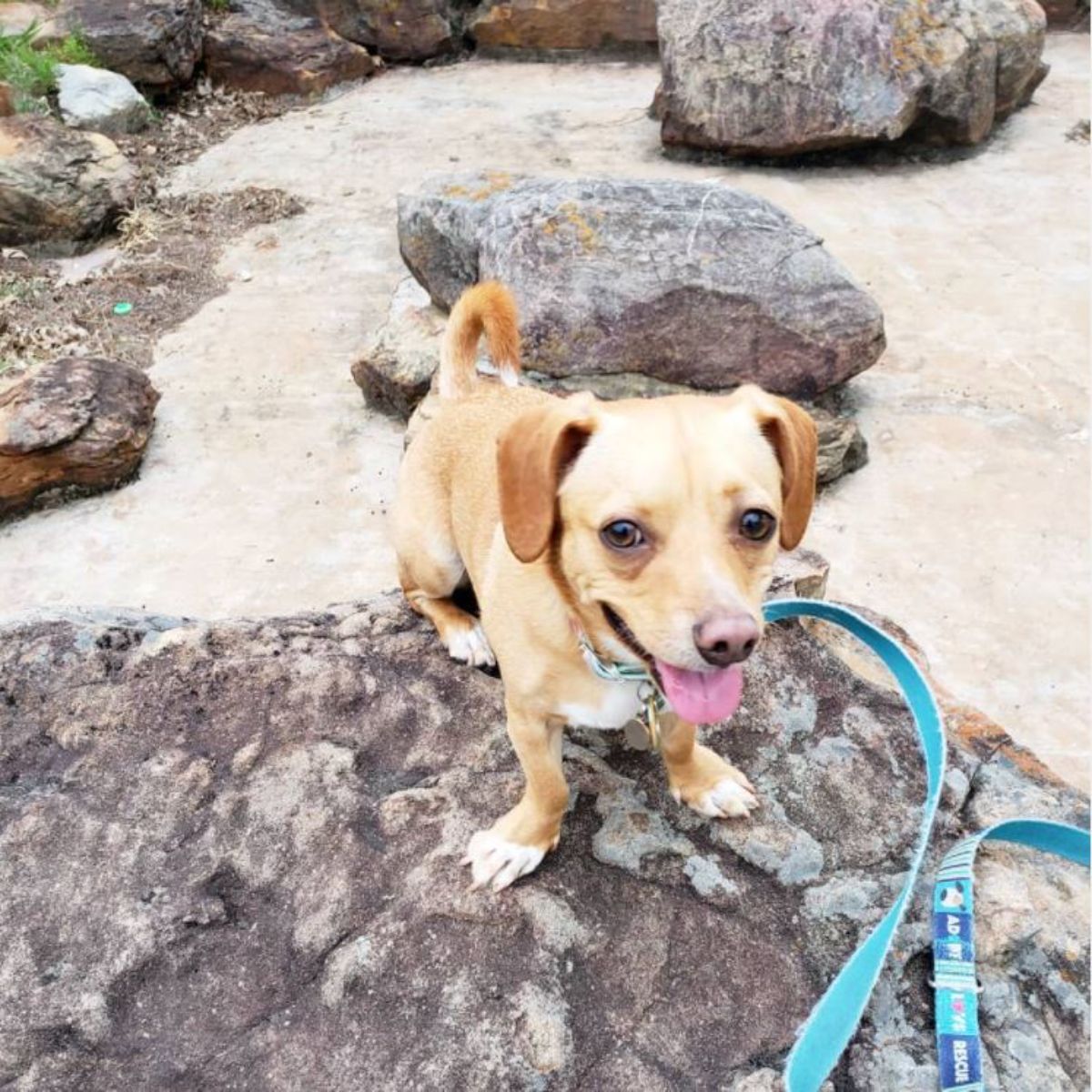 Cheaglehund or dachshund mixed with beagle dog sitting on top of a rock