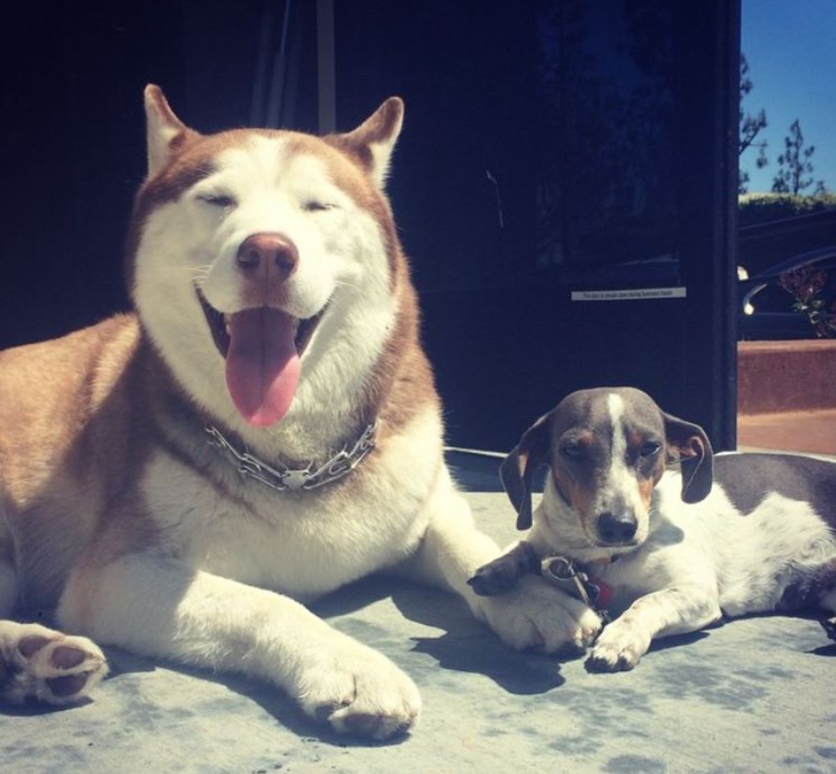 dachshund mixed on the floor beside a husky