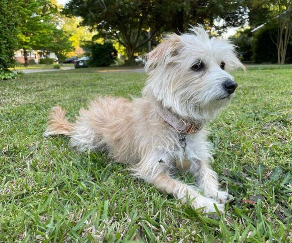 Dachshund mixed with maltese lying on the green grass