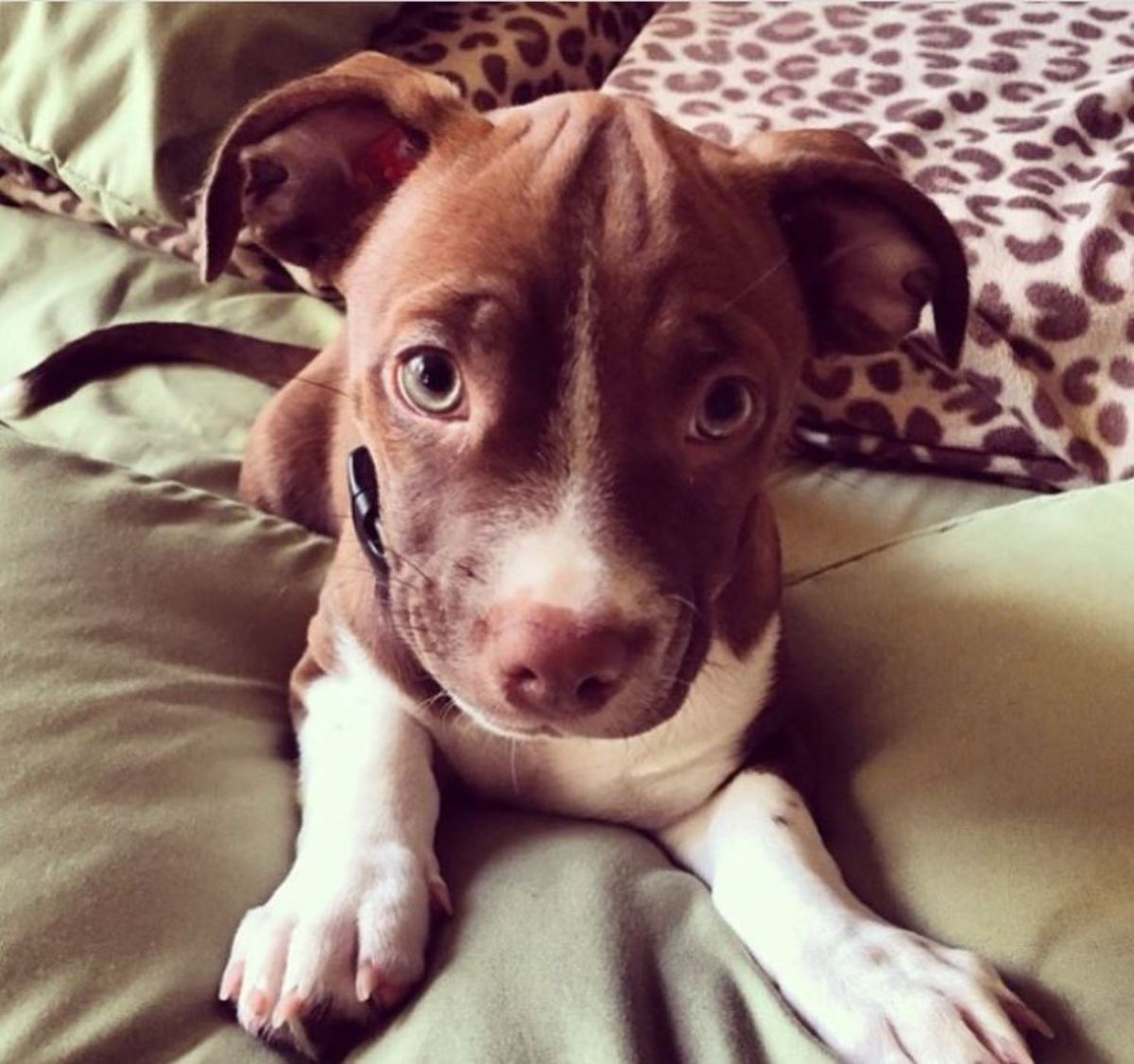 dachshund mixed with pitbull dog on the bed with its begging face