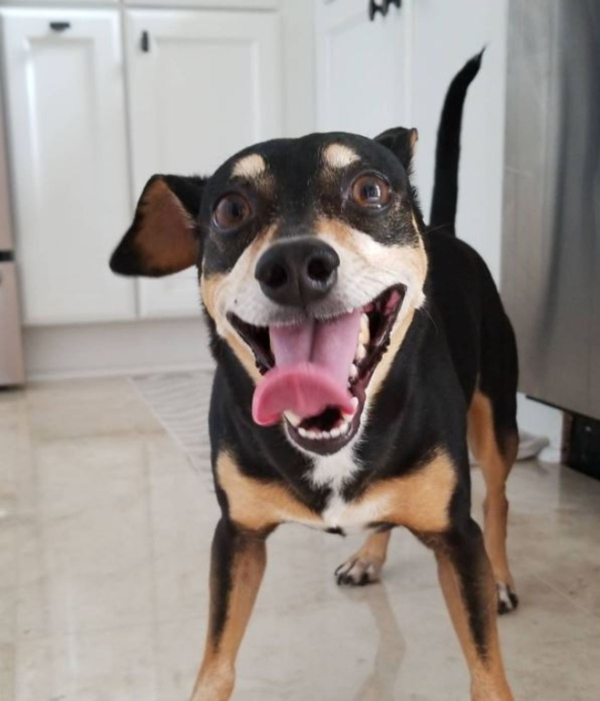 happy doxiepin with its mouth open and tongue out