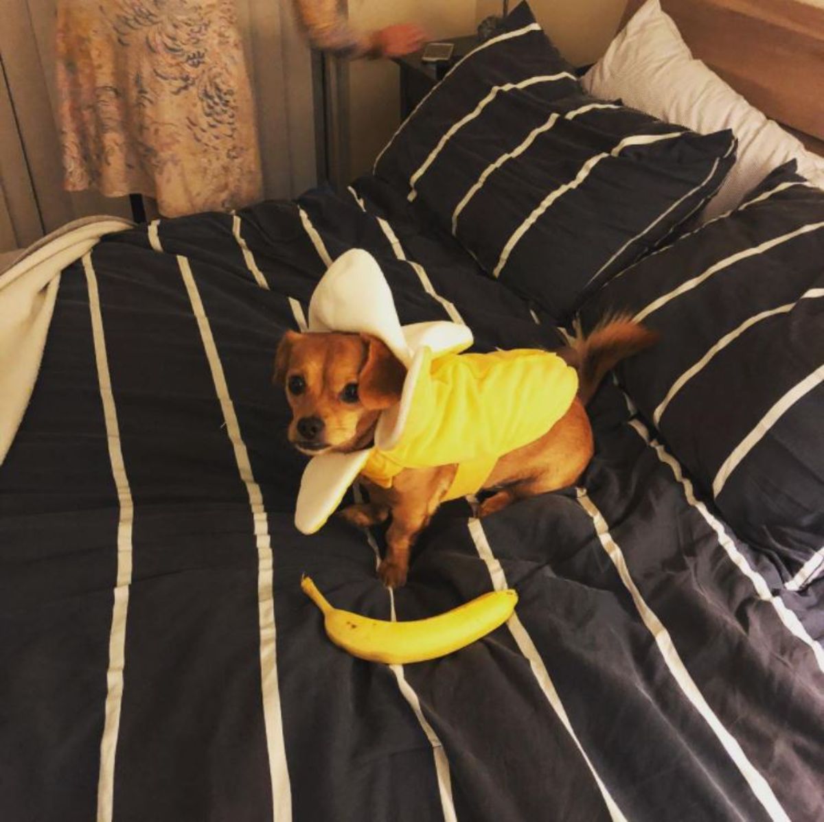 pekehund dog in its banana costume on the bed