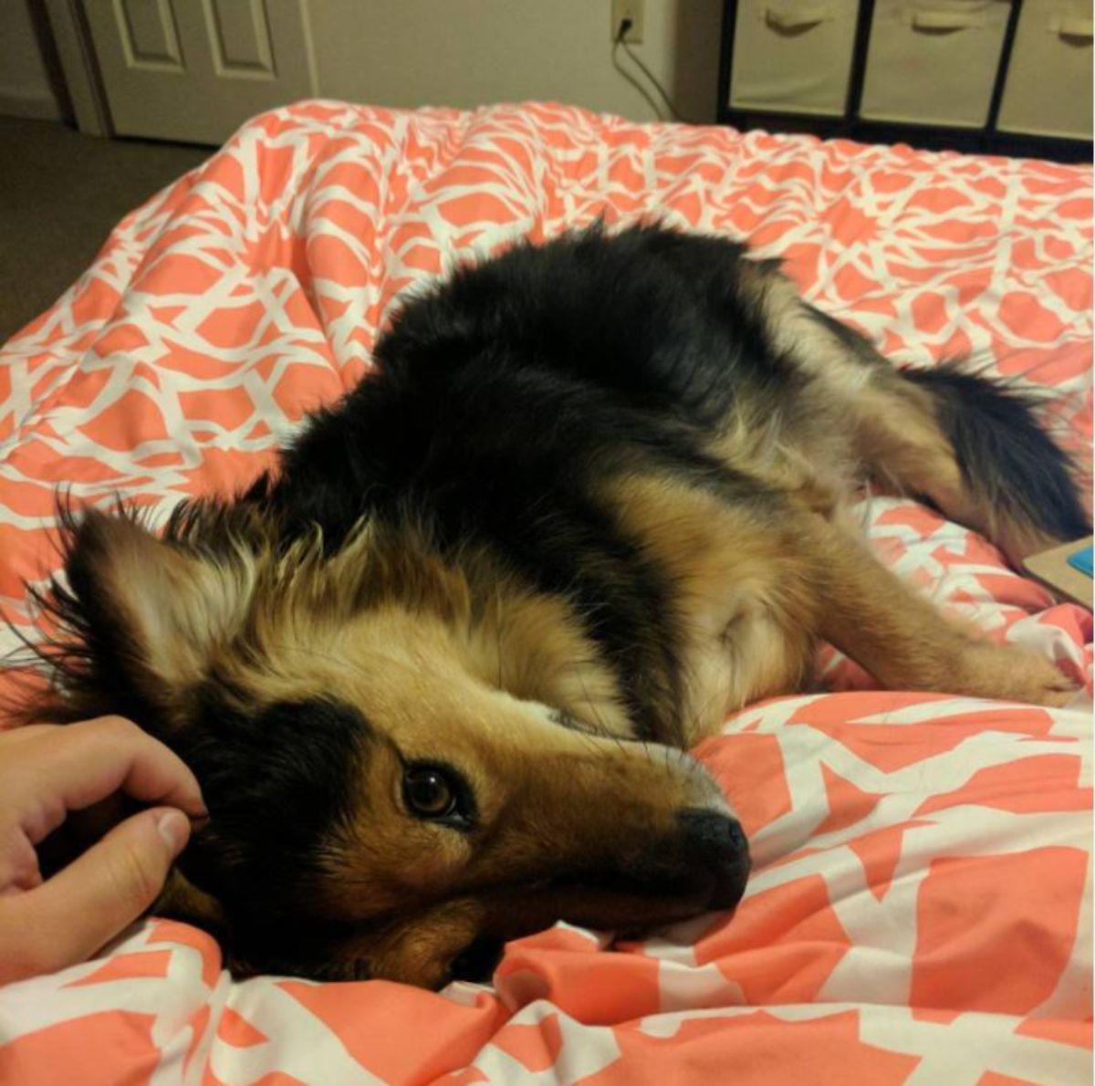 shethund dog on the bed