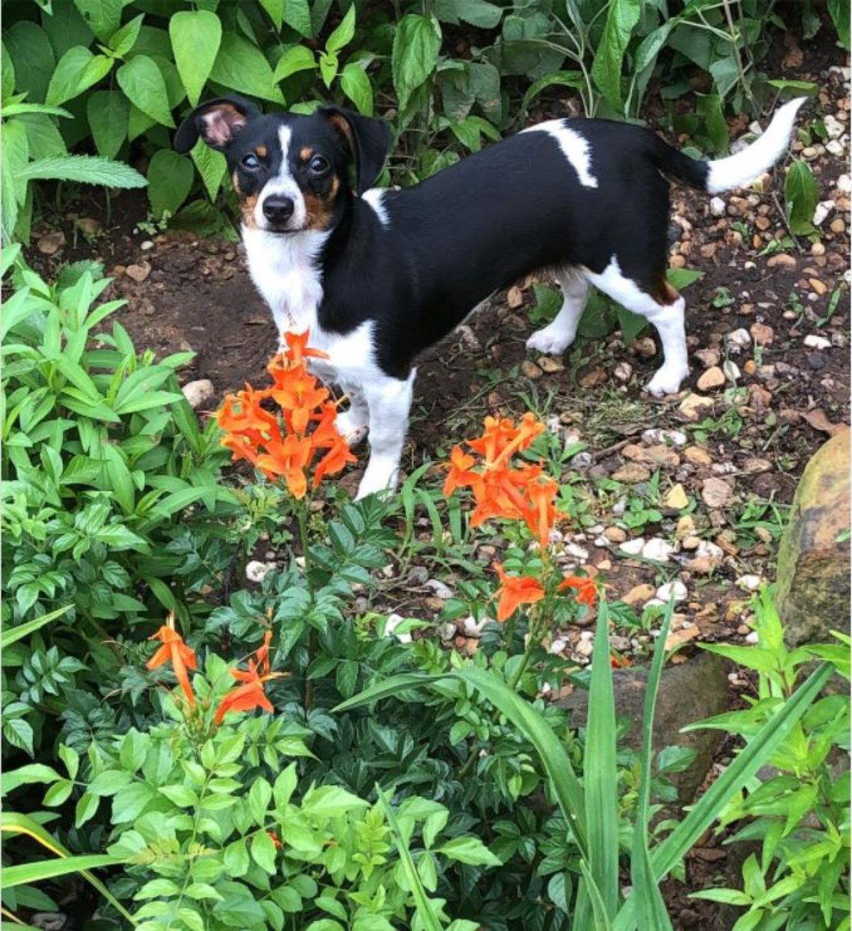 Toyratdoxie dog in the garden