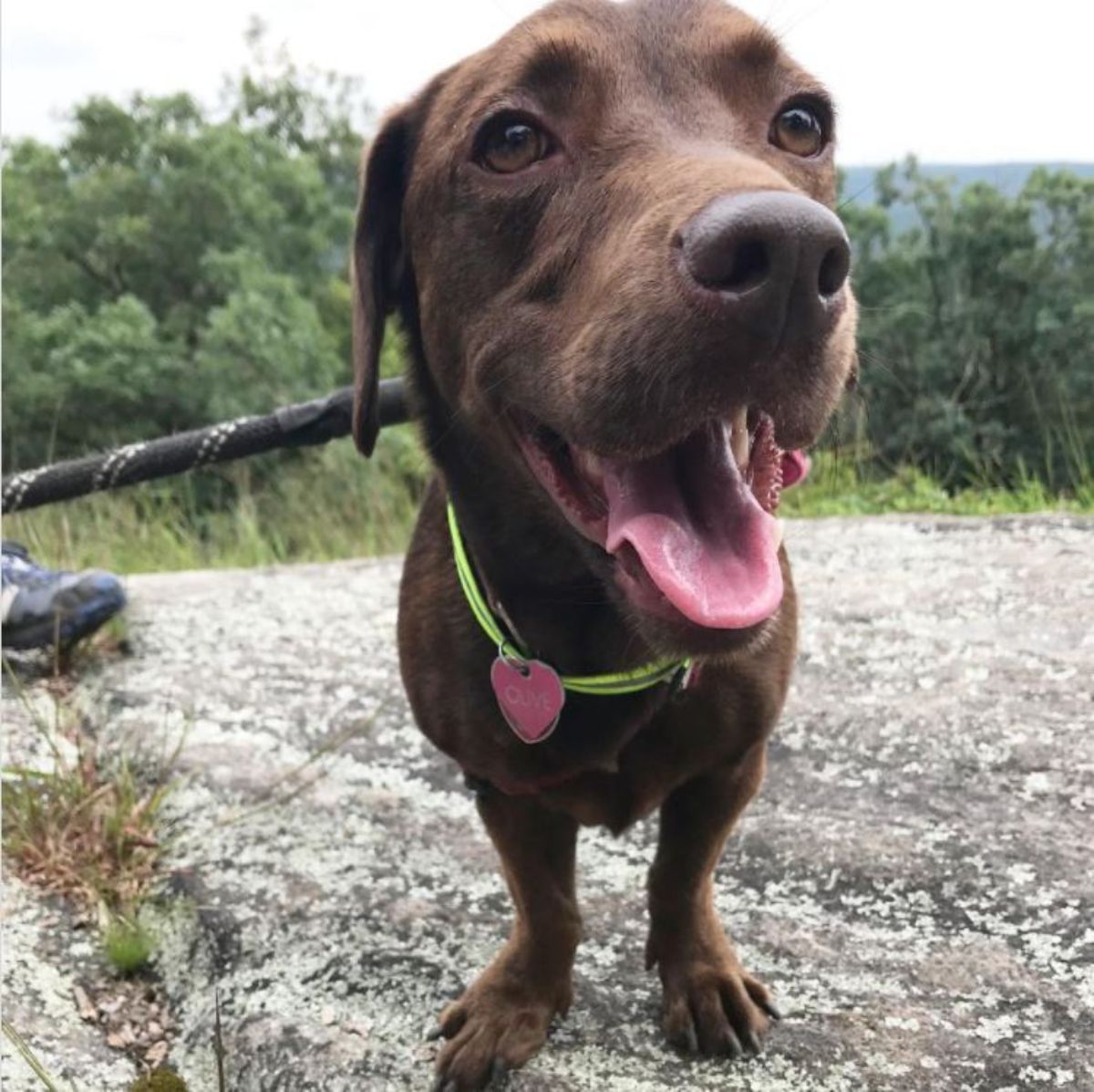 labraweenie dog in the mountain