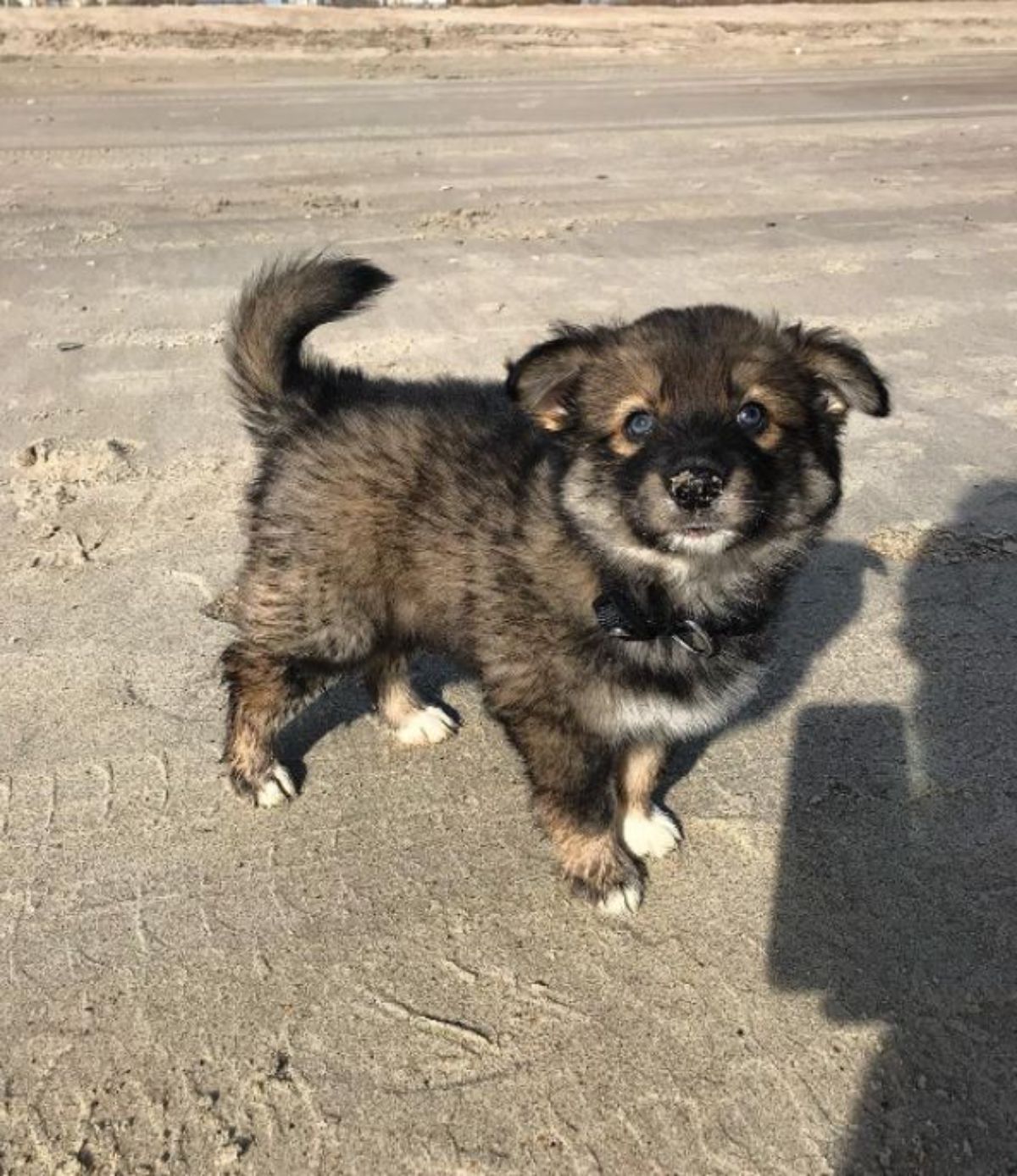Aussie Siberian puppy in black, brown, and white mixed coat color