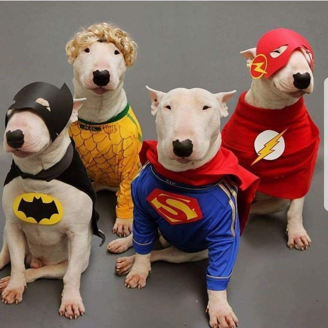 four English Bull Terriers dressed with superhero costumes