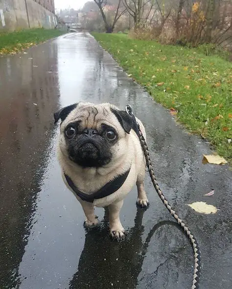 Pug standing on the wet road with its sad eyes