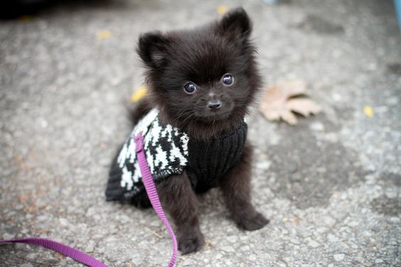 A Black Pomeranian sitting on the pavement