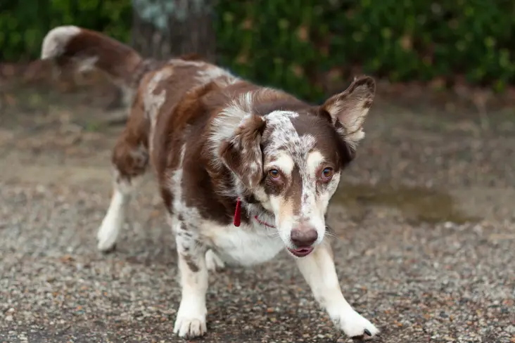 Australian shepherd mixed with basset hound standing on the ground asking for a play