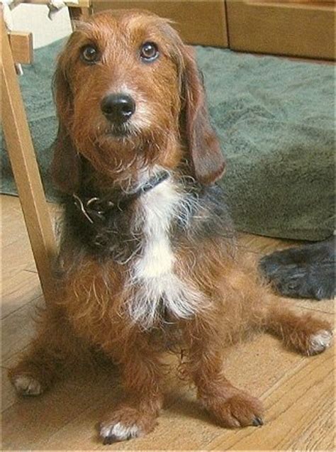 BASSETOODLE sitting on the floor waiting for its food