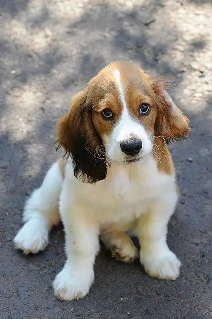 Hush Basset puppy sitting on the ground while looking up with its sad eyes