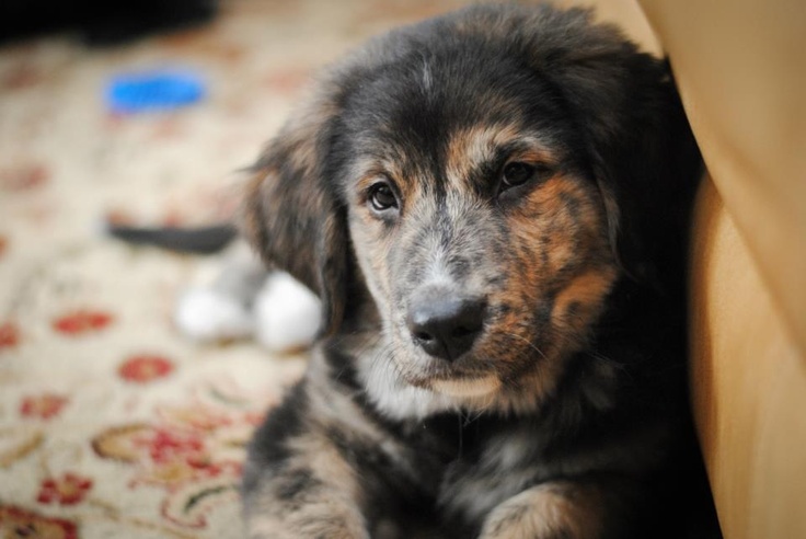 A Bernese Mountain Dog Golden Retriever Mix lying on the floor