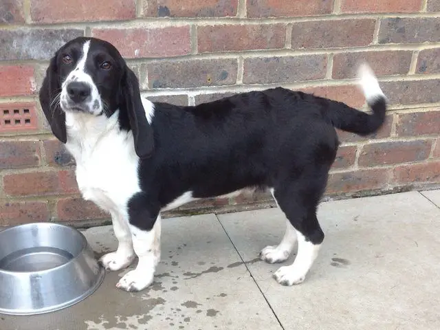 Border Collie Basset Hound mix mix standing next to a brick wall with a bowl on water in front of him