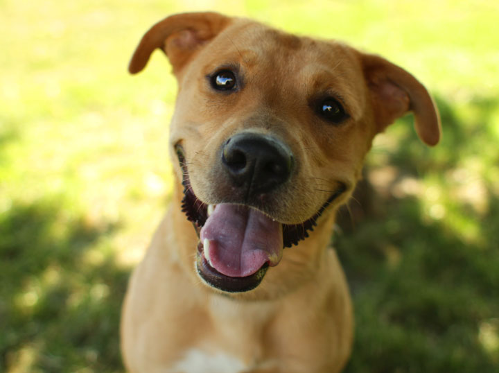 A Golden Boxer in the yard