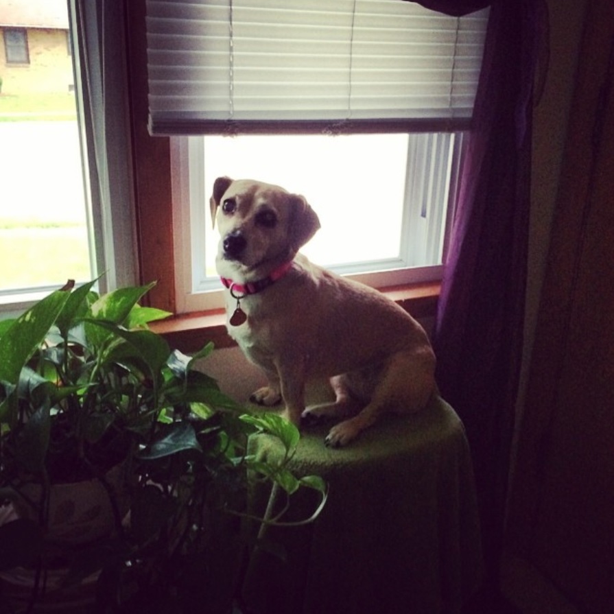 Cheaglehund sitting on the chair by the window