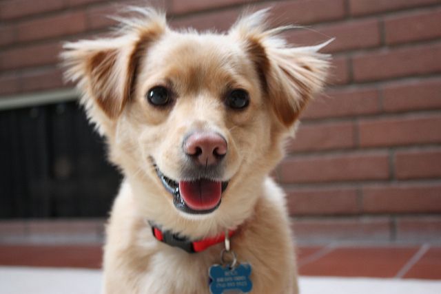 A smiling Golden Retriever Chihuahua mix puppy
