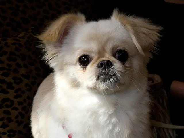 A Chihuahua Pekingese mix sitting on the couch