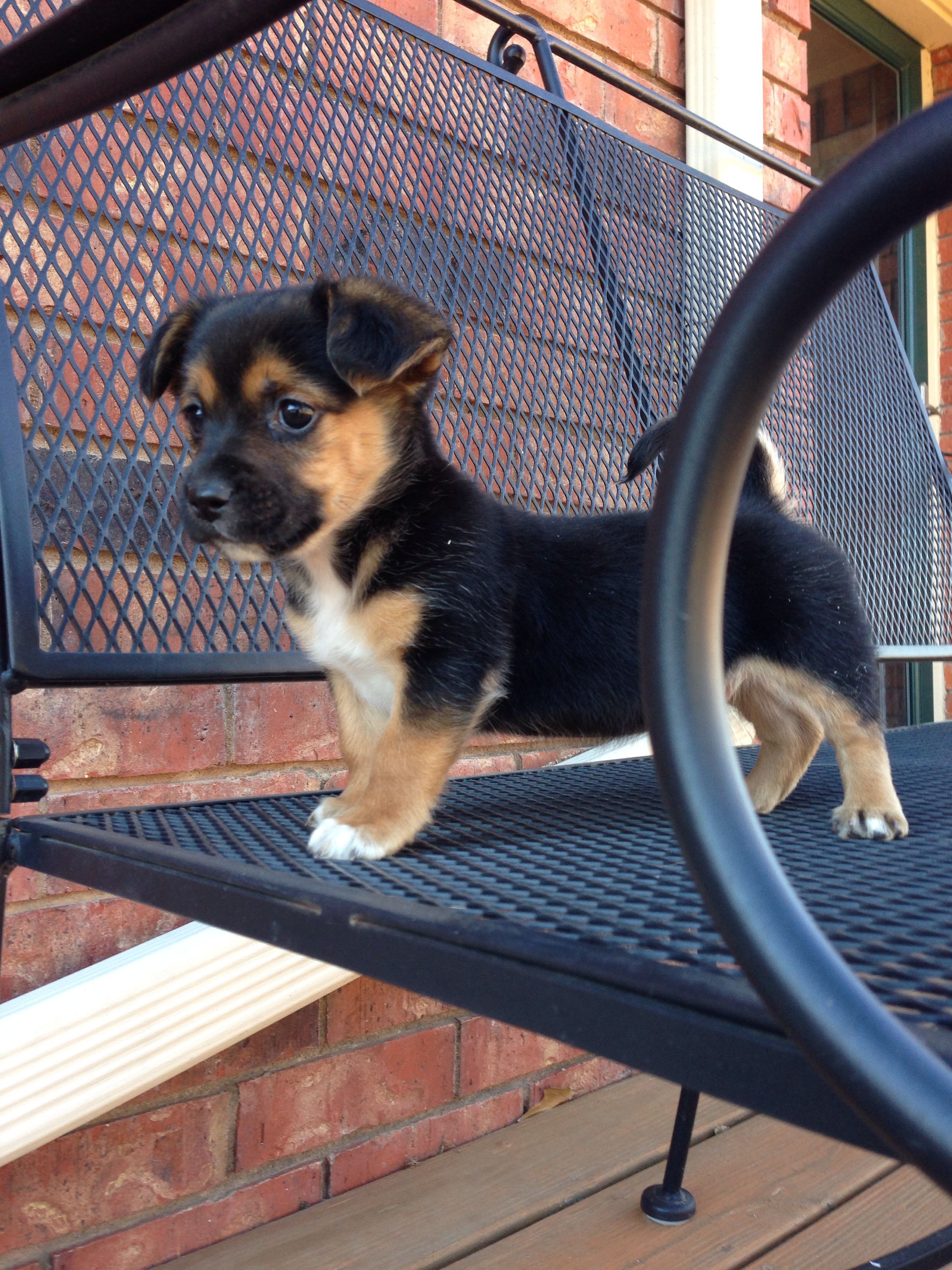Chiweenie of Dachshund Chihuahua mix on the stainless steel bench outdoors