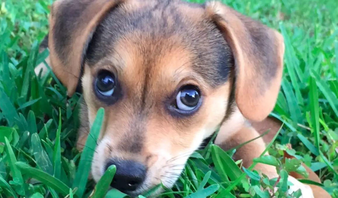 Corgi/Beagle Mix puppy lying on the green grass