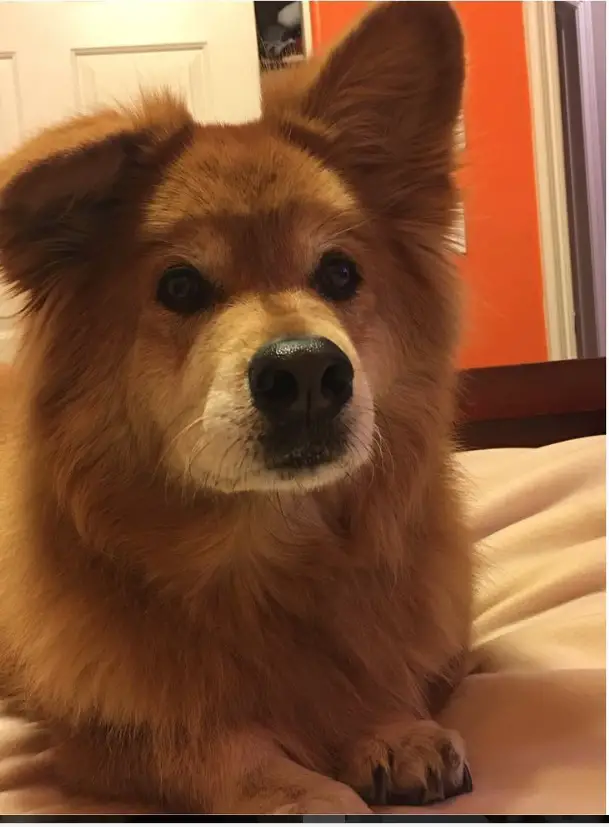 A Corgi Chow Chow Mix lying on the bed with its one ear up