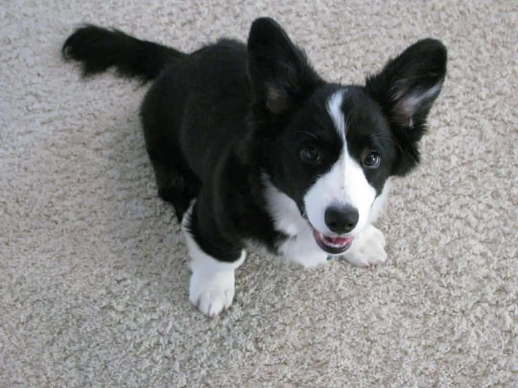 Corgi/Collie Mix dog sitting on the floor while looking up and smiling