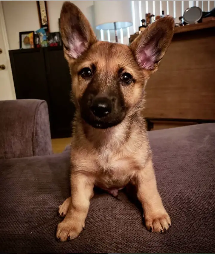 A Corgi German Shepherd Mix puppy sitting on top of the couch