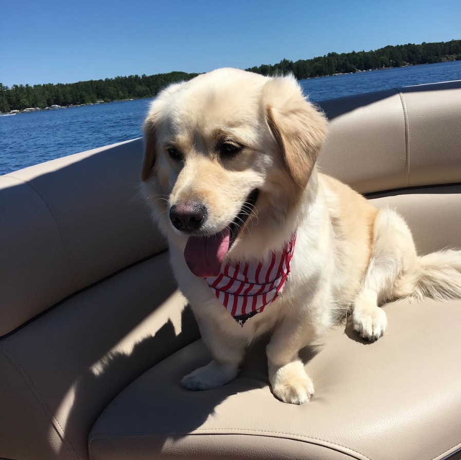 A Corgi Golden Retriever Mix sitting inside a boat