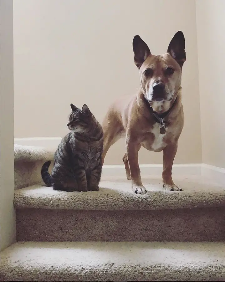 A Corgi Pitbull Mix standing in the stairway with a cat sitting beside him