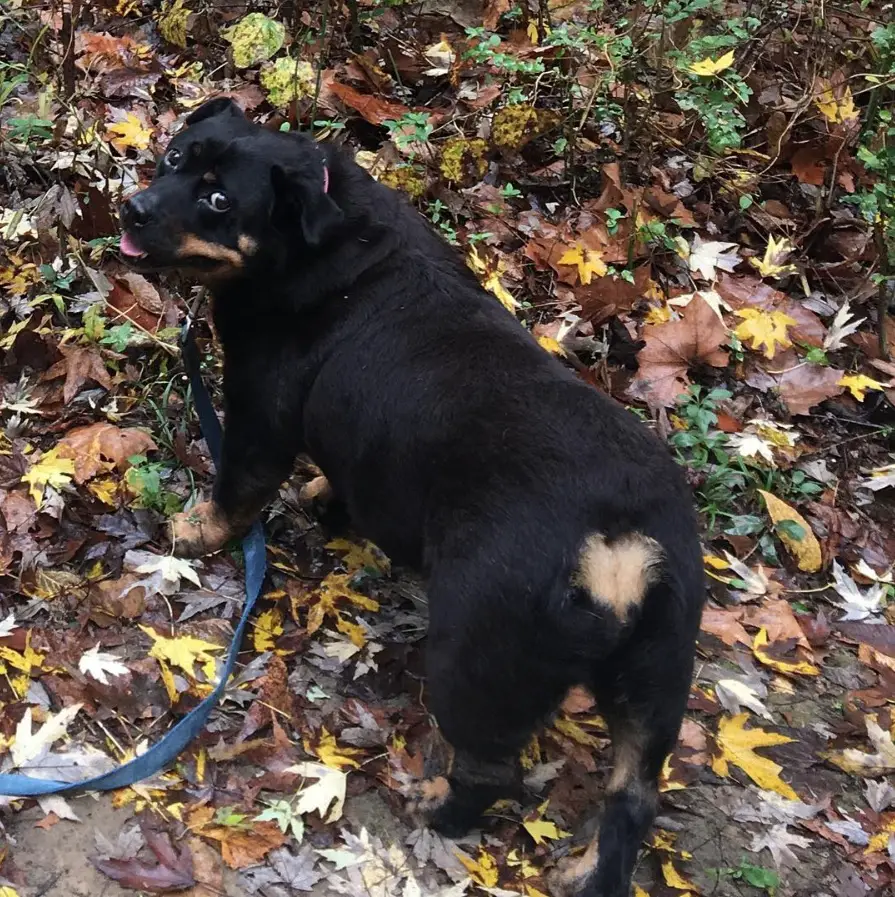 A Corgi Rottweiler Mix standing on the ground in the forest while looking back and smiling